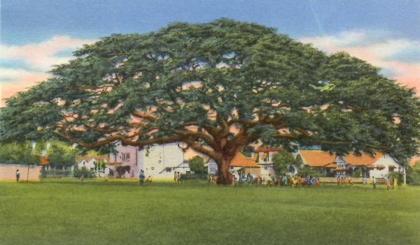 Samaan Tree