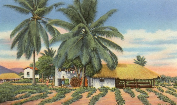 East Indian Huts