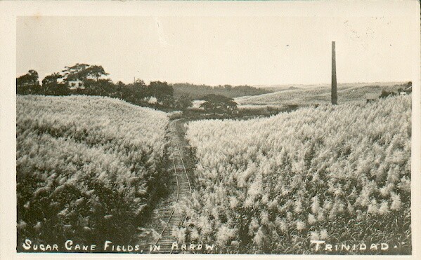 Sugar Cane Field